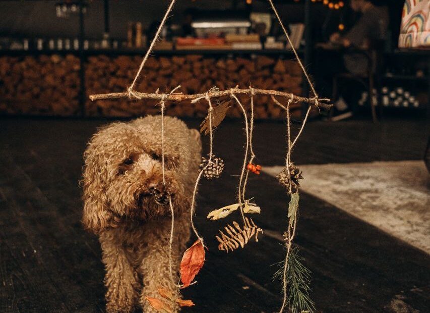 Villy Uley | Открывать этот мир вместе🐾